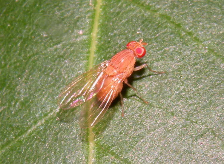 Lauxaniidae ?